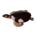 Schildpadbeeld - bruin - 88 x 23 cm