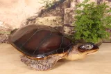 Schildpadbeeld - bruin - 88 x 23 cm